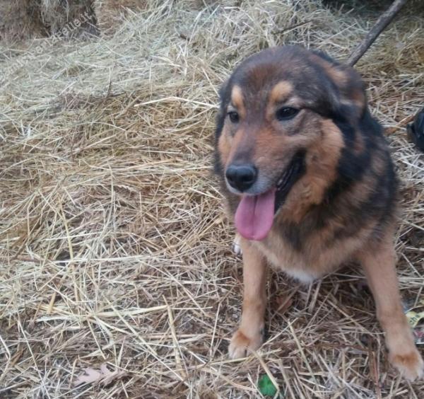 Amici_X_lapelle's tweet photo. SHILA
#lupetta 2/3 anni, #tagliamediopiccola: 12/13 kg. Si affida vaccinata, chippata, sverminata e sterilizzata. Due sorelline accalappiate a solo 3 mesi, cresciute in un box, mai nessuno ha chiesto di loro. Kelly è stata adottata ora è il turno di Shila https://t.co/dXpKwiK00x https://t.co/M7FdmBouzK