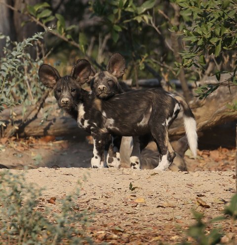 PW_Conservancy's tweet photo. Please help protect us and our future in #ManaPools & the #LowerZambezi Area?
Donations made to #BushlifeConservancy via the #PaintedWolfConservancy will be allocated to anti-poaching efforts specifically targeting the protection of the #AfricanWildDogs!
https://t.co/6SueeKbxT1 https://t.co/xCmnVxmviO