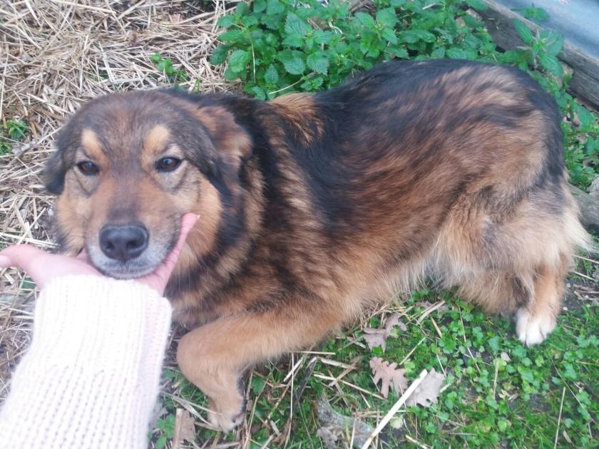 Amici_X_lapelle's tweet photo. SHILA
#lupetta 2/3 anni, #tagliamediopiccola: 12/13 kg. Si affida vaccinata, chippata, sverminata e sterilizzata. Due sorelline accalappiate a solo 3 mesi, cresciute in un box, mai nessuno ha chiesto di loro. Kelly è stata adottata ora è il turno di Shila https://t.co/dXpKwiK00x https://t.co/M7FdmBouzK
