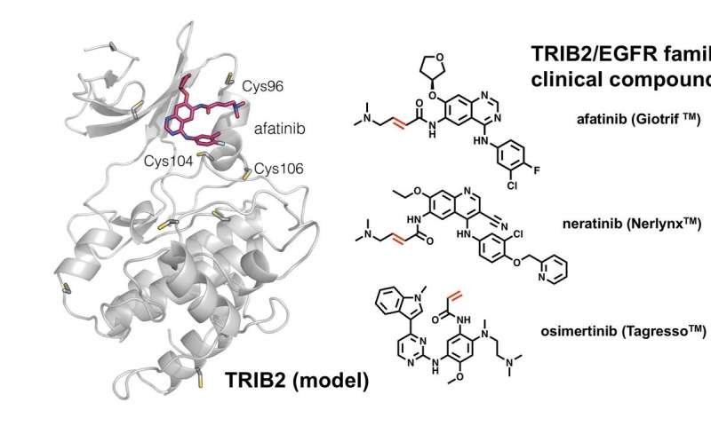clinicalmeets's tweet photo. New Ideas on Cancer :- https://t.co/LGZ9jpZAat
#LungCancer drug could be repurposed to target 'zombie' proteins linked to #Leukemia.
#OrganSpecificCancer #BloodCancer #OralCancer #SkinCancer #CancerScreening #CancerDrugs #CancerVaccines #CancerTreatments https://t.co/NFKe6iYelJ