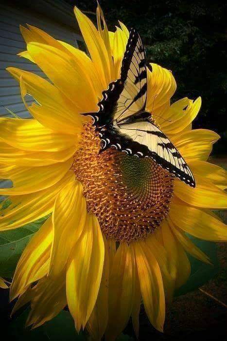sukutu_edep's tweet photo. "Seni seviyorum"demek ruhun ve bedenin tum zerreleri #zikre susamisken ölmek demektir.
Söylemem değil mesele,
Söylemezsem ölmemdi.

Nazan Bekiroglu https://t.co/oKtfGUQXVN