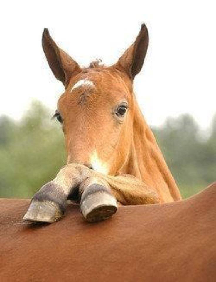 Caption this:

Image from: ow.ly/jHYa30ePbHn