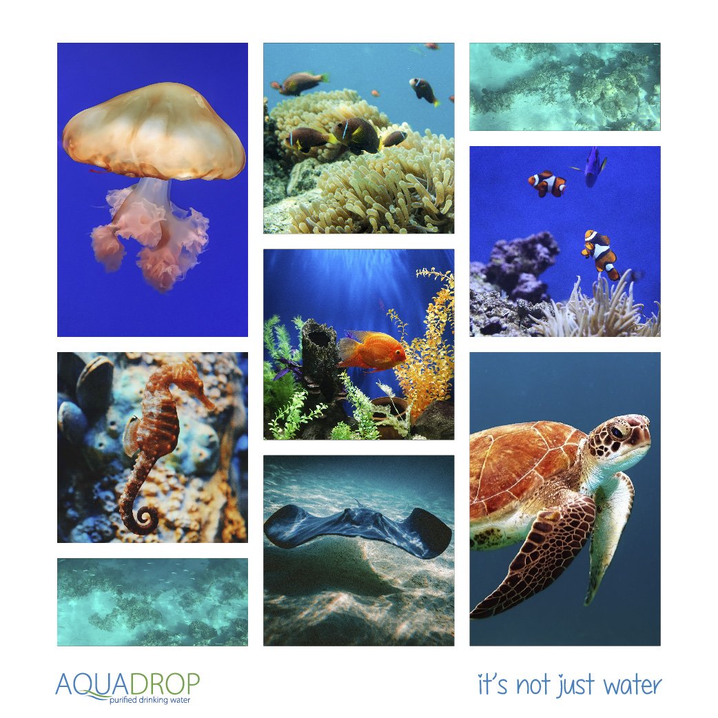 LVNwaterke's tweet photo. By 2050 there will be more plastic in the ocean than fish. #Reduce carry your water in multiple use bottles as you stay #Hyrdated. #Reuse your bottles, we sterilize on site and refill with our deliveries. #Recycle find ways to up-cycle your plastic. #Aquadrop #itsnotjustwater https://t.co/x2GN4Rlpra