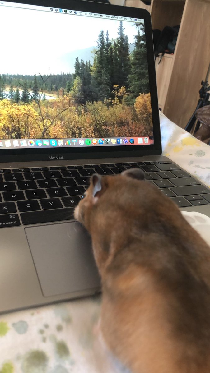 emilygilford's tweet image. Editing footage from #FieldYukonAlaska #fieldcoursefortnight with a helping paw...