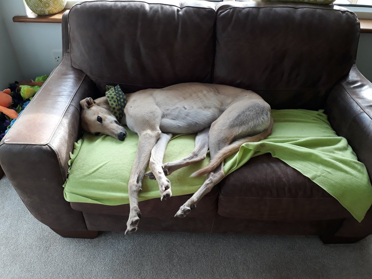 TedandPippa's tweet photo. It's not too bad here, think I might stay https://t.co/x2Fg1M5VGz