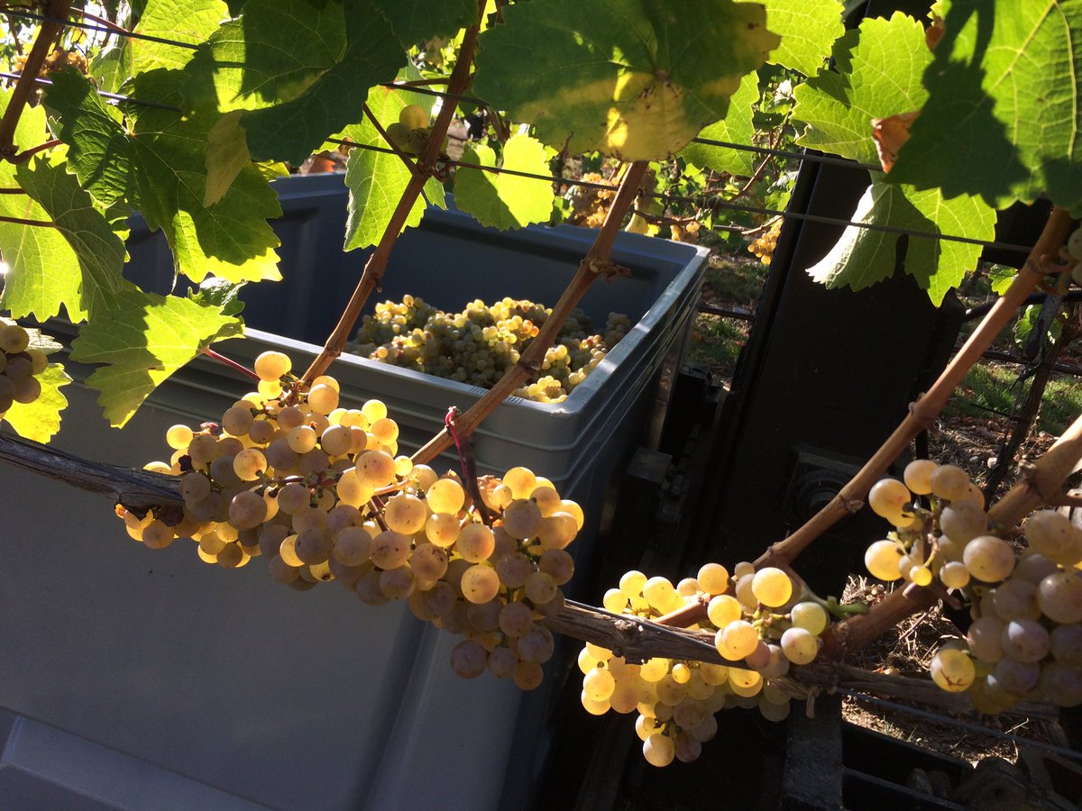 weinvon3's tweet photo. Herbst. Also obligatorisches Träublbild. #riesling #franken #weinvon3 #zeilitzheim https://t.co/yvYqTxD262