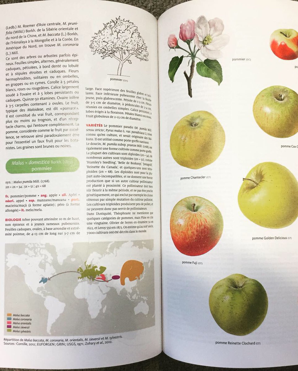 Belin_editeur's tweet photo. #mercredisortie À découvrir dès aujourd’hui en librairie ! « Encyclopédie des plantes alimentaires » par Michel Chauvet. Un ouvrage qui vous fera découvrir ce qui arrive véritablement dans votre assiette ! #encyclopedia #book #vegetables #plantes #alimentation 🍏🍎🍐🍊🍋🍌🍉🍇🍓 https://t.co/QWJUkhlYGR