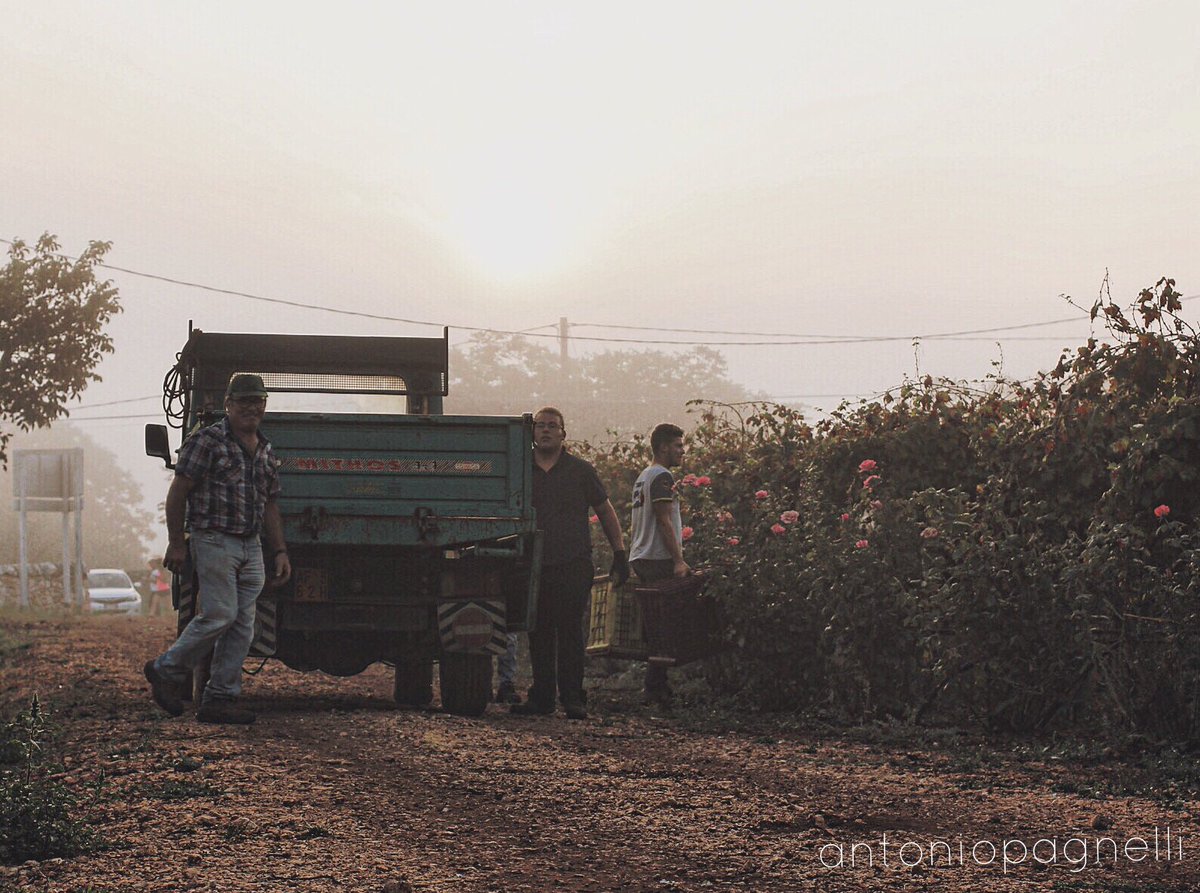 Men at #work in the #vineyards at the first #light of the #morning 
#Harvest2018 Cantina <a href="/IPASTINISRL/">IPASTINI SRL</a>