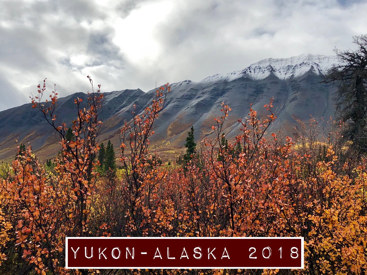 emilygilford's tweet image. My little #FieldYukonAlaska video is up!! 

Check out some of the places we saw on our #fieldcoursefortnight adventure to the Yukon and Sitka! 🐻🐟🐳🌊

youtube.com/watch?v=wzBnTi…