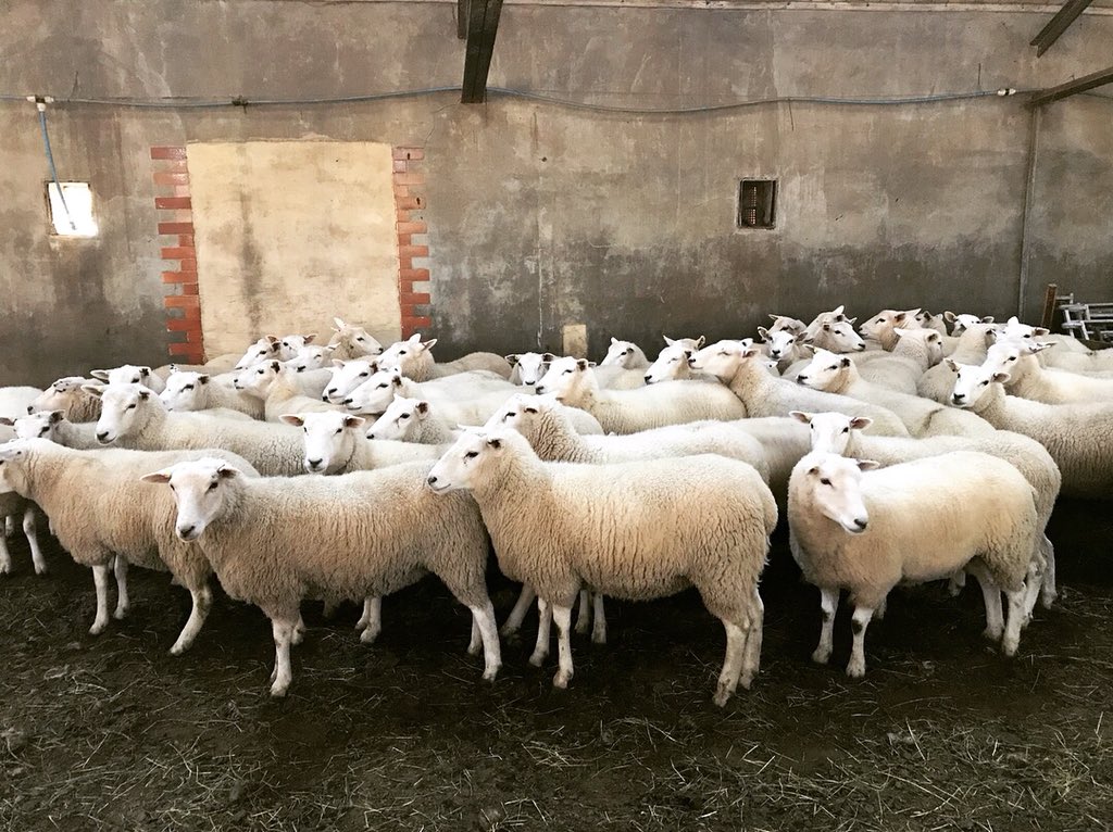 meandeweblog's tweet photo. 200 of the highlander tack ewes left for their new home yesterday, after I’d picked out 50 to keep myself. They’ve grown on exceptionally well on very poor parkland grass. Another 330 arriving on tack later! #newgirls #highlanders #futureflock #maternalefficiency @InnovisLtd https://t.co/wTyfNEVB0f