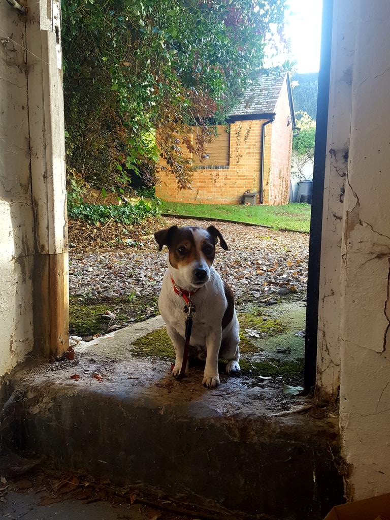 HighlandLtd's tweet image. Today we have Chip helping finish the underfloor heating job #dogatwork #JackRussell #Plumbing #heating