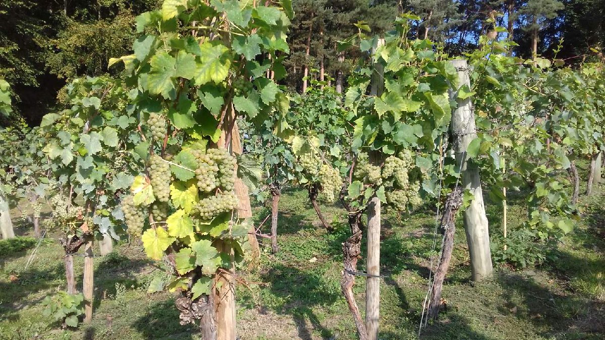 Painshill's tweet photo. Today is the big grape harvest. Our #volunteers and landscape team are busy hand picking our vineyard. It is going to be bumper crop! #vineyard #englishwine #grapepicking #harvest #surrey https://t.co/Axl1ijOxUr