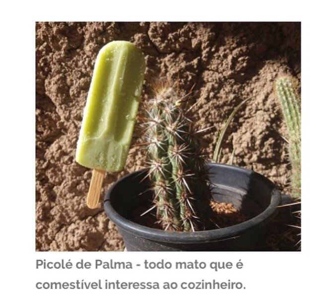 ecolume1's tweet photo. O chef Timóteo Domingos da ONG Gastrotinga, desenvolvedor de mil receitas, será um dos palestrantes do evento Comer Caatinga é Panc.Evento gastronômico-pedagógico. #ecolume #pancs #caatinga #superalimento #francislacerda #pernambuco #alimentação #healthyeating #estilovida https://t.co/sCmCRSgyCB