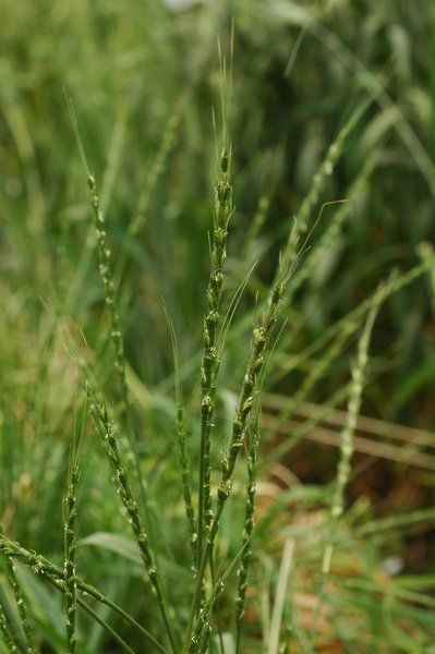SIANIAgri's tweet photo. There is another Miss Marple in town! MARPLE (Mobile And Real-time PLant disEase) is a portable testing lab which could help speed-up the identification of devastating wheat rust diseases in Africa.
https://t.co/kmtruVvwRw 

Ping @CIMMYT 
#agriculture #Africa #RustDisease https://t.co/dDmW3j2g8r
