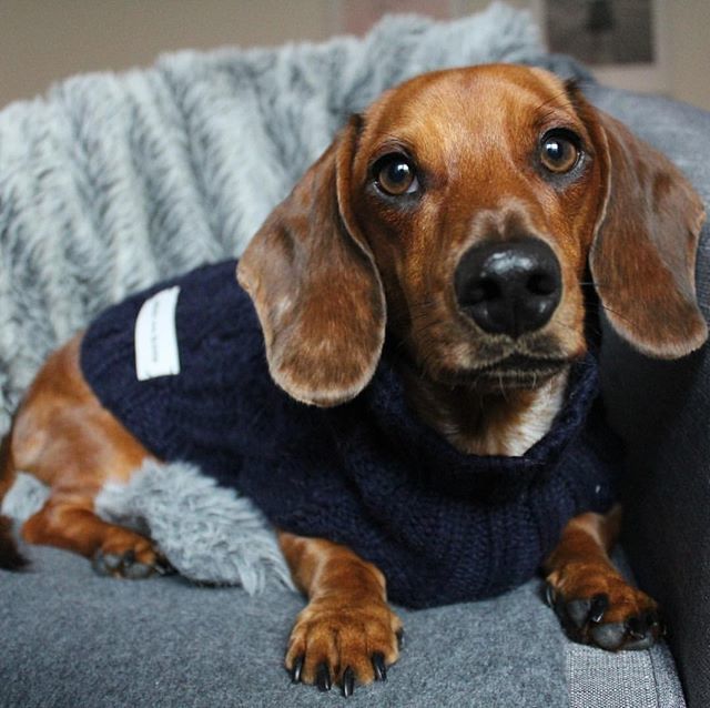 ChezKleps's tweet photo. Le temps commence à se rafraîchir. S'il est plutôt frileux, c'est le moment de lui offrir de quoi se couvrir comme ce joli petit pull #MaxBone ! 📷 : @georgethedachshund_ 
#kleps #imnotadogimakleps #chien #chiens #dog #dogs #dogstagram #cute https://t.co/NOd7aXXa5J