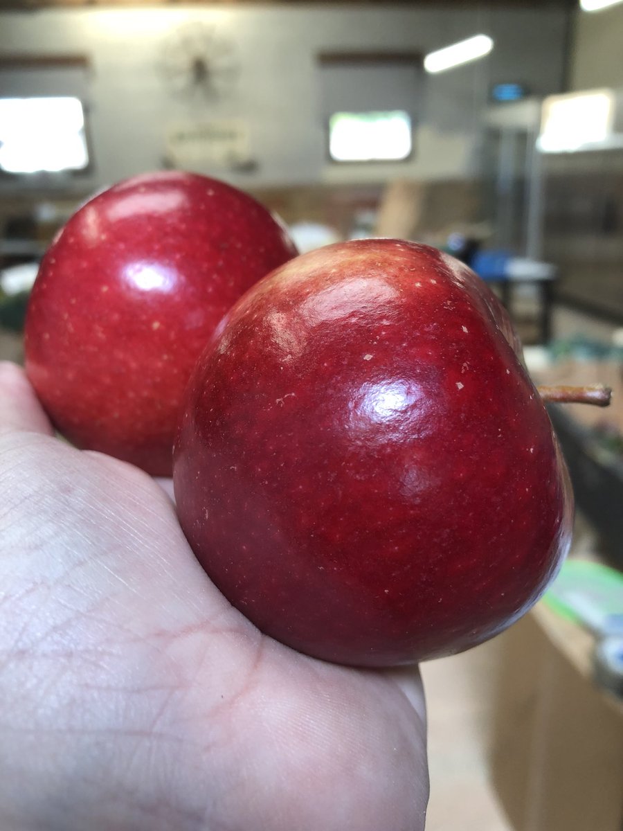 veg_box's tweet photo. We have just been to pick up our apples for the next few days beautiful #Cox look at their amazing #AutumnalColours #shoplocal #veginabox #fourelmsfruitfarm  #devonapples https://t.co/hQCwrq419L