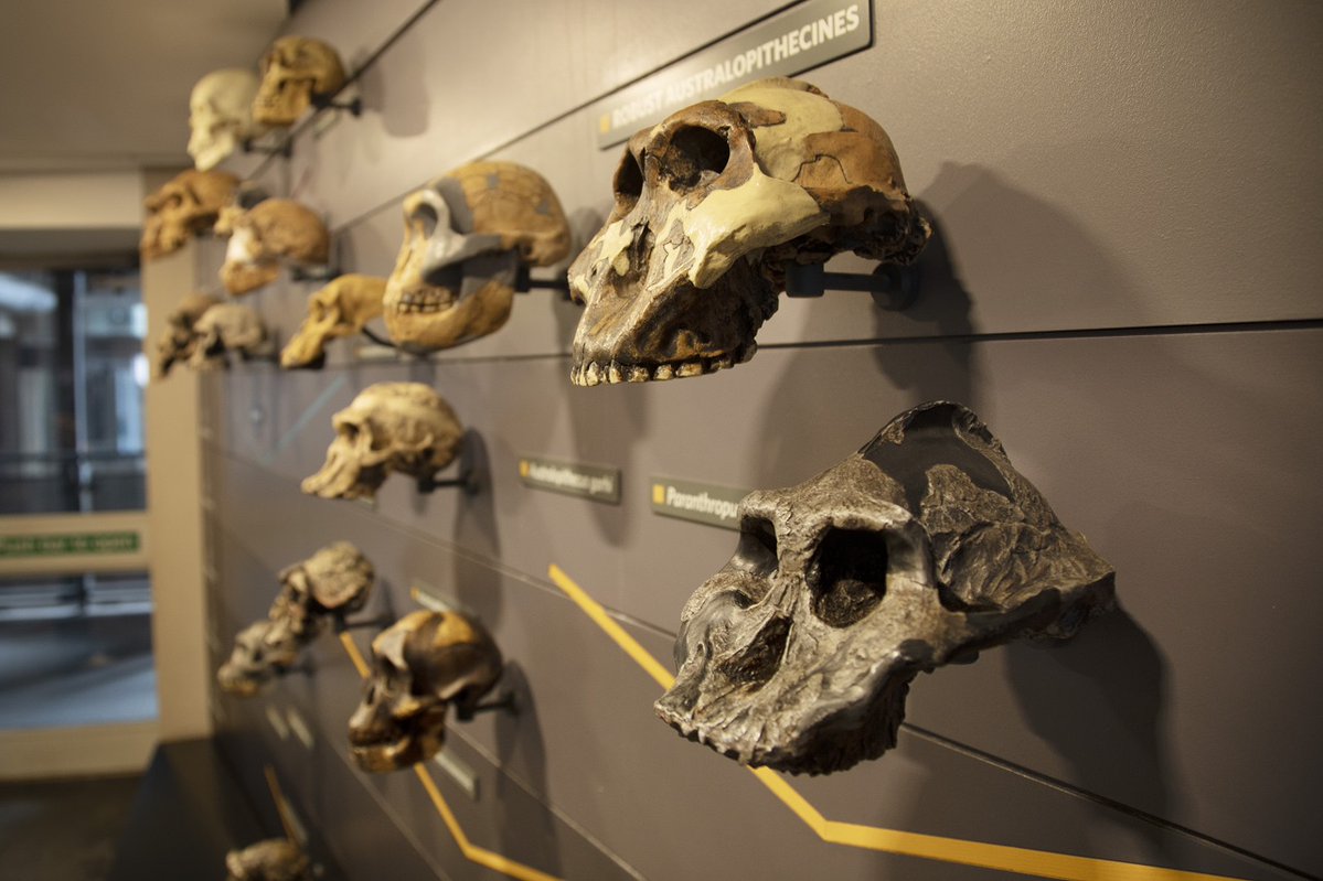 UniofBath's tweet photo. How well do you understand evolution? Take the @bbcnews quiz, compiled by @MilnerCentre's Paula Kover, here: https://t.co/ErzTpwD49R #Milnerlaunch https://t.co/ngMlY8Idzb