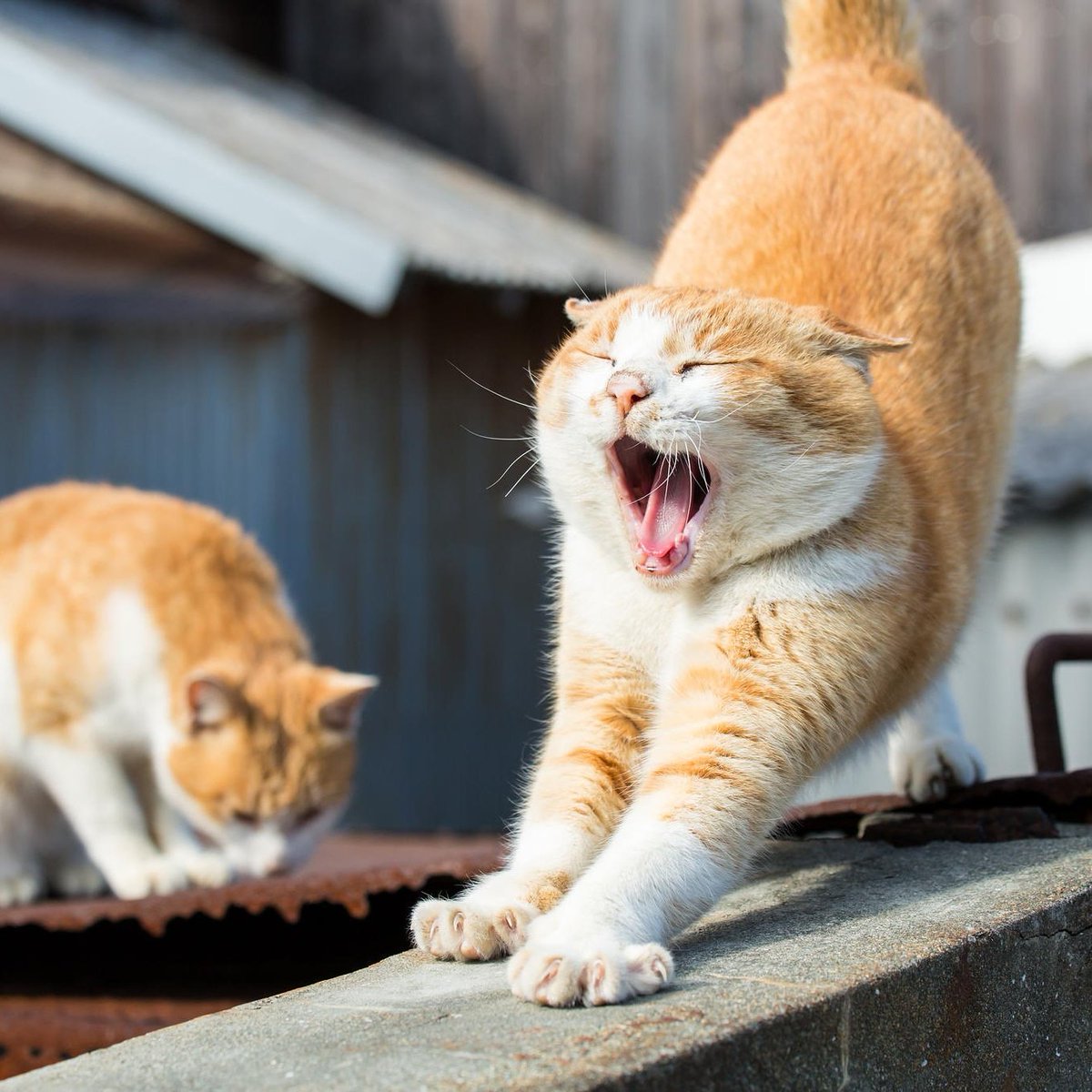 WeMeowOfficial's tweet photo. Tag a friend 😸😸😻
#cat #cats #wemeow #mycat #pet #kitten #cutecat #catlover #catoftheday #instapet #catlife #gatos #ilovecats #lazycat #ilovemycat #cateye #beautifulcat #awesomecat #nicecat #lovelycat #beautycat #homecat #catplaying #socute #adorable #catrelax #instacat #instal https://t.co/T5yfEZ7MqZ