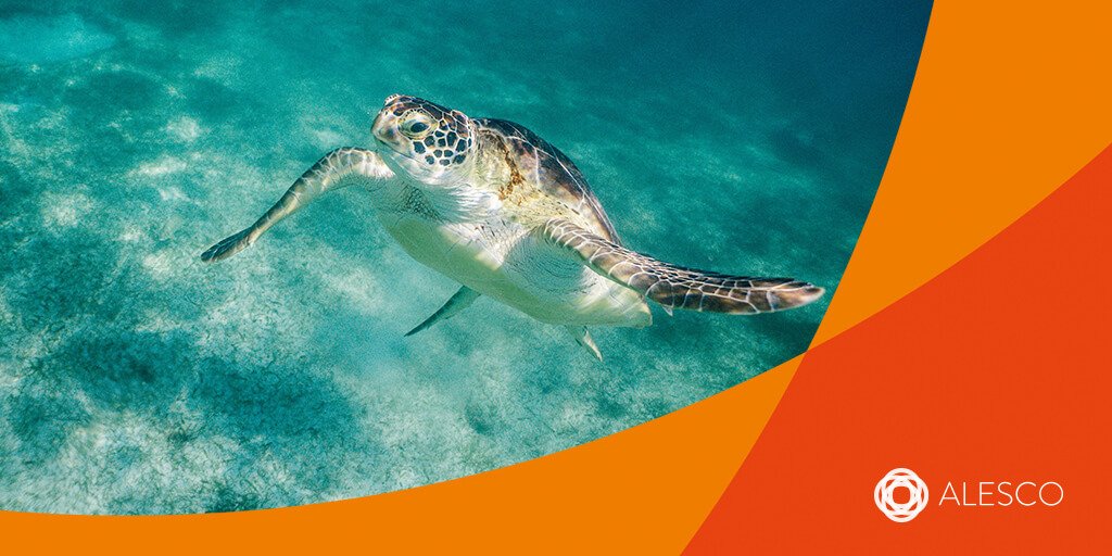 AlescoRMS's tweet photo. In order to fund projects promoting clean water and a healthy marine environment, the World Bank has issued the first in a new series of Sustainable Development Goal bonds. Read more: https://t.co/roWHVZH9pp #investment #finance #sustainability https://t.co/uZhTaxHuSw