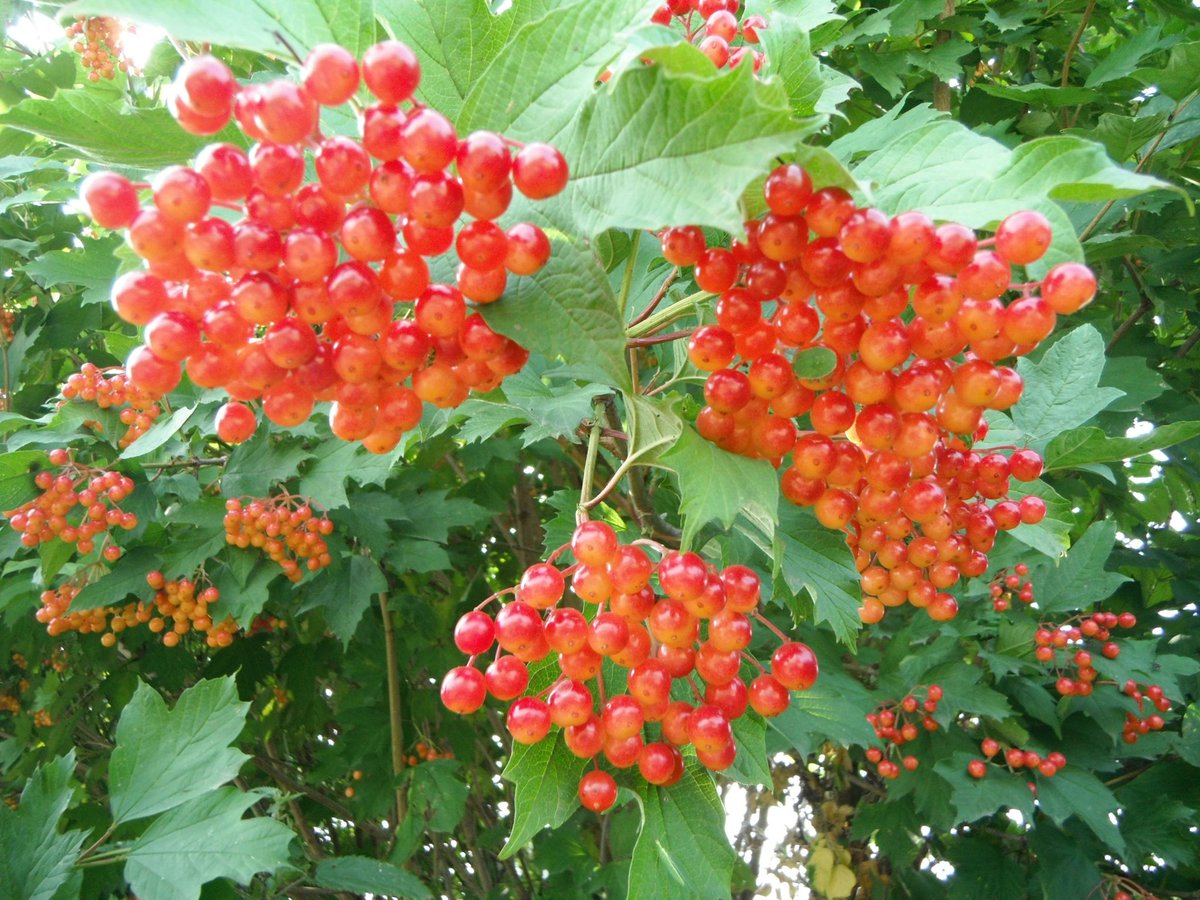 GroeiBloeiGouda's tweet photo. Woensdag 10 oktober 2018 van 19.30 tot 22.00 uur: Lezing Een Gelderse roos in elke tuin. https://t.co/HycUeyHrmN https://t.co/SLz2Y86bFY