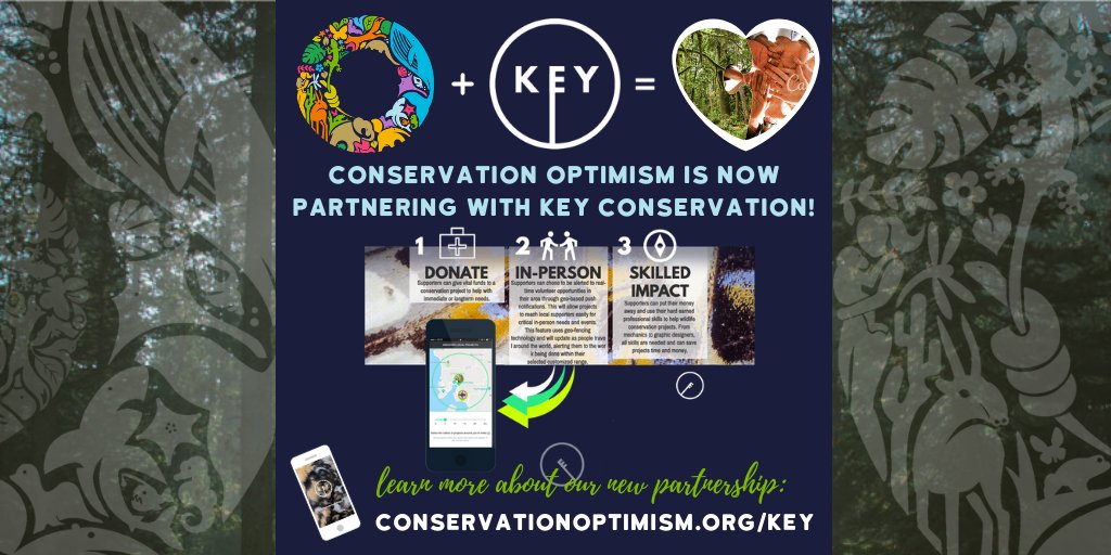 ConservOptimism's tweet photo. We are thrilled to announce that we have officially partnered with @KeyConservation! 🙌

The mobile app will be integrated into #ConservationOptimism's online platform to make it even easier to share stories &amp; support global conservation! 🌍

Learn more: https://t.co/X07HvJH7CY🤳 https://t.co/lFr5eaXzsN