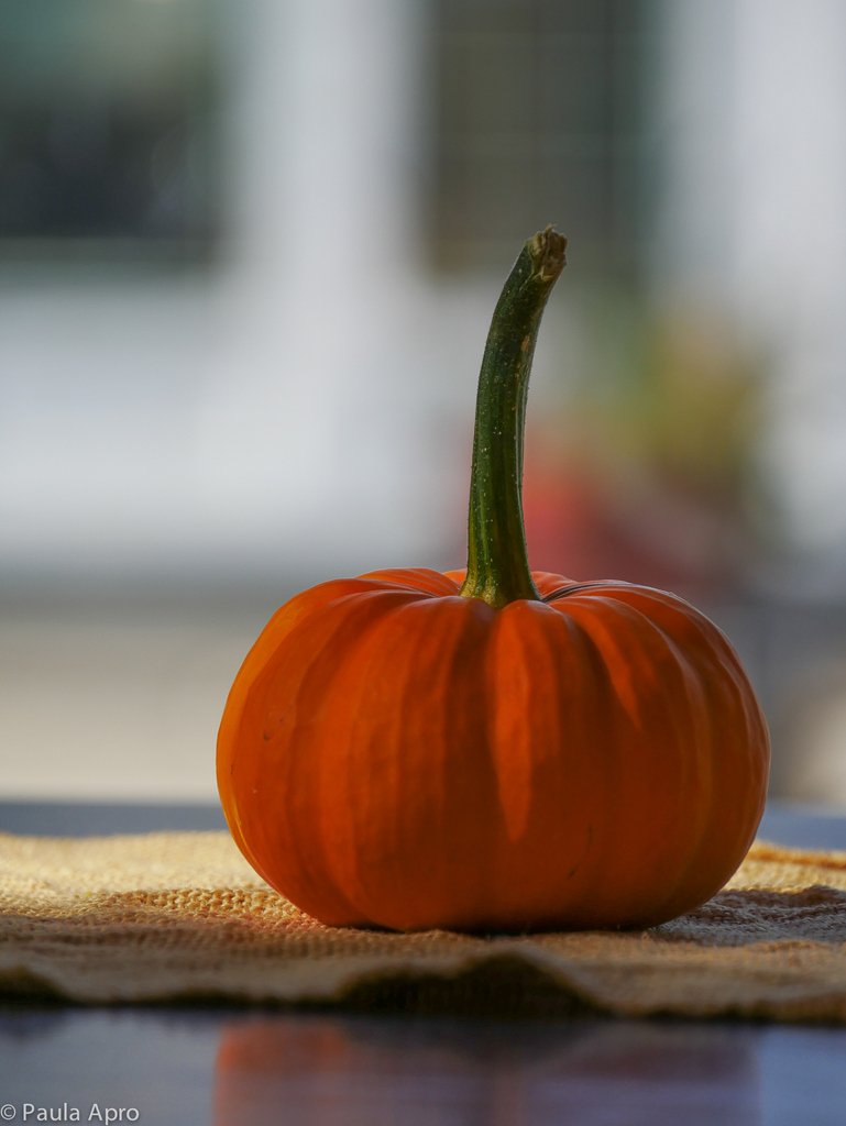 mainephotoadven's tweet photo. Fall is on the way . . . #pumpkin #fall #maine https://t.co/pH3num8xay