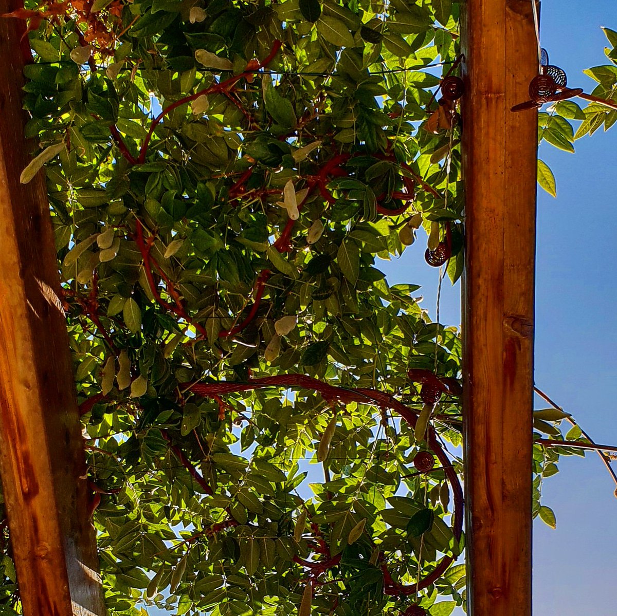 PontRoyalHouse's tweet photo. Frankie's golfing ... I'm lying on our terrace under the wisteria pods! Both happy! #houseinpontroyal #pontroyal #golfdepontroyal #mallemort #provence #bouchesdurhone #wisteria #glycine #wisteriapods #bluesky #sunnyseptemberdays #homefromhome https://t.co/Fds0zCwgA0