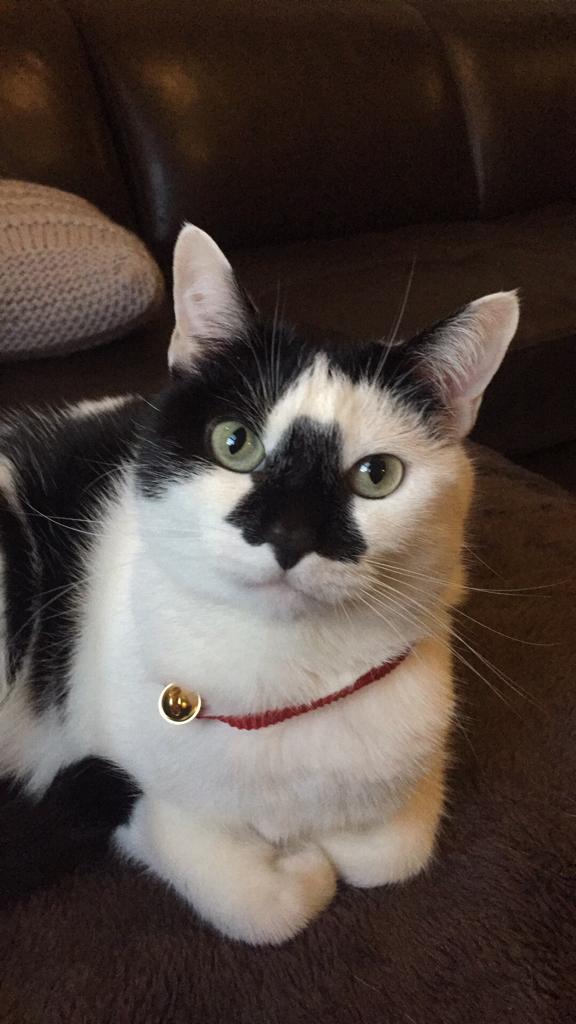 <a href="/jouleslincoln/">JoulesOfLincoln</a> Another entry this time the lovely Moo Moo 😀