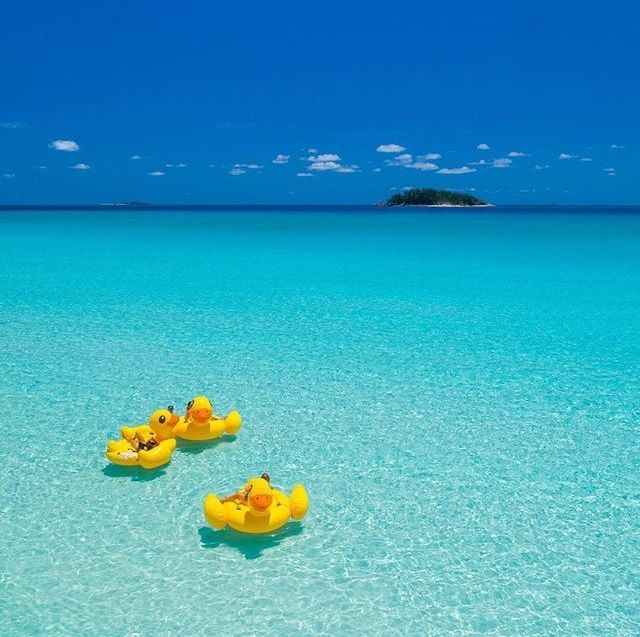 TropicalTurtle_'s tweet photo. #Seychelles? #Mauritius? Or #Australia?
Swipe ➡️ 

📍 #whitsundays 📸IG @restlessea_

#greatbarrierreef #queensland #getoutofyourshell #travel #travelling #TTOT #RTW #TRLT #travelblogger #LP #TBEX #TravelMassive #backpacking #gapyear #Humpday #TravelBlog #travelphotography https://t.co/Ohyz0Hv9FF