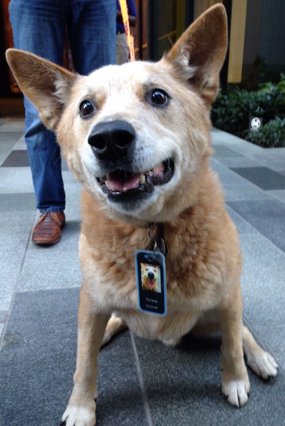 ABananaStand's tweet image. Check out this hard-working little guy. Fenway loves stopping by the #Communitybananastand on his way to work. Happy #WoofWednesday everyone! #DogsofAmazon #BePeculiar