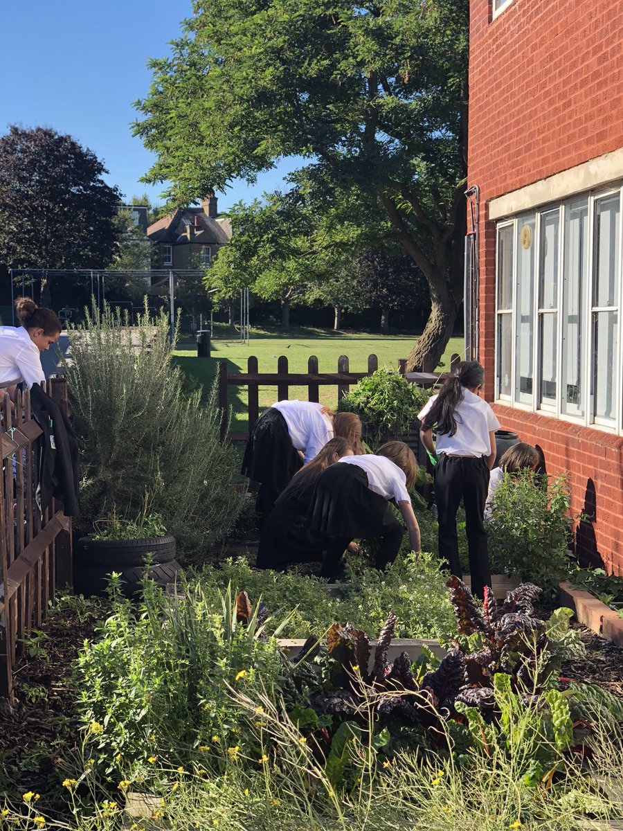 RPACatering's tweet photo. Kitchen garden club getting their hands dirty. #GreenFingers #growyourown @richmondparkac https://t.co/OkCFniGG0l
