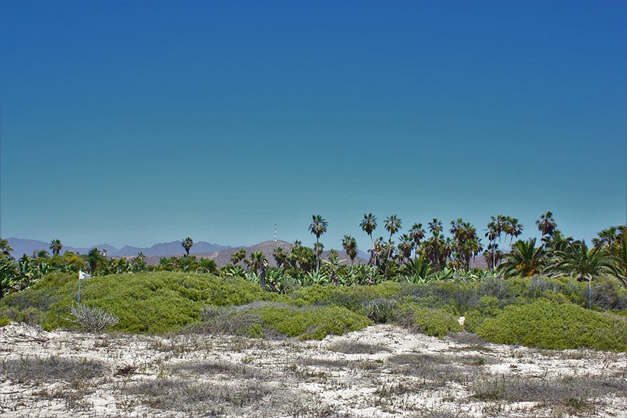 TheAgencyBaja's tweet photo. Palm Orchard Ocean Front 1 | Pescadero | Todos Santos | 997,224 USD | 21,463 Sq Ft
Listed by @DebWallendorf  @Alex Mitre
Stepping into the 20 acres Palm Orchard, one feels transported to a tropical paradise.
#paradise #beacfront #oceanfront #todossantos #development #luxuryhome https://t.co/l6bcpbgZl3