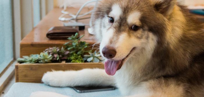 Good Neighbor Vet tweet media