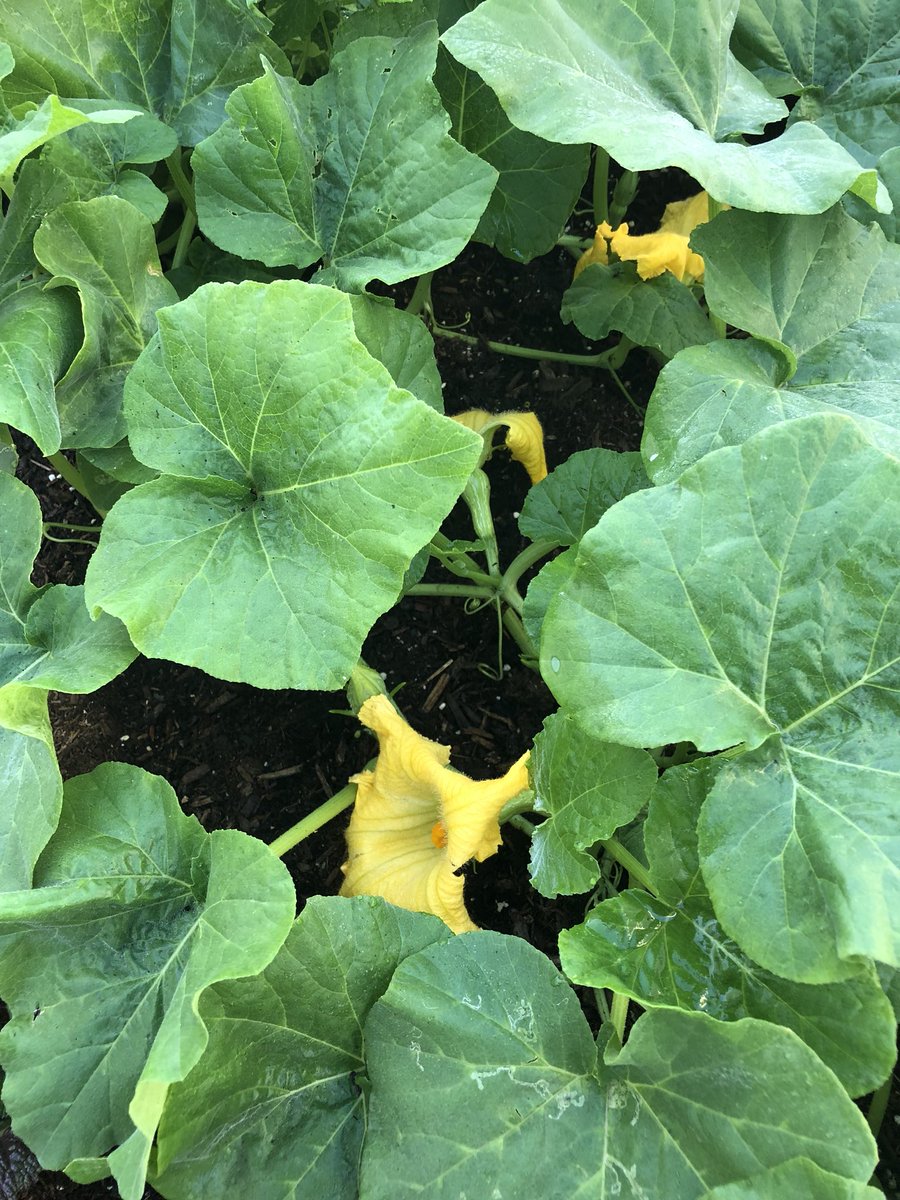 mrshallpass's tweet photo. The 3rd grade garden is blooming!  Pumpkins and squash are on their way.... @GrantGrizzlies @HealthySBCSS https://t.co/sPg6Kk2FjK