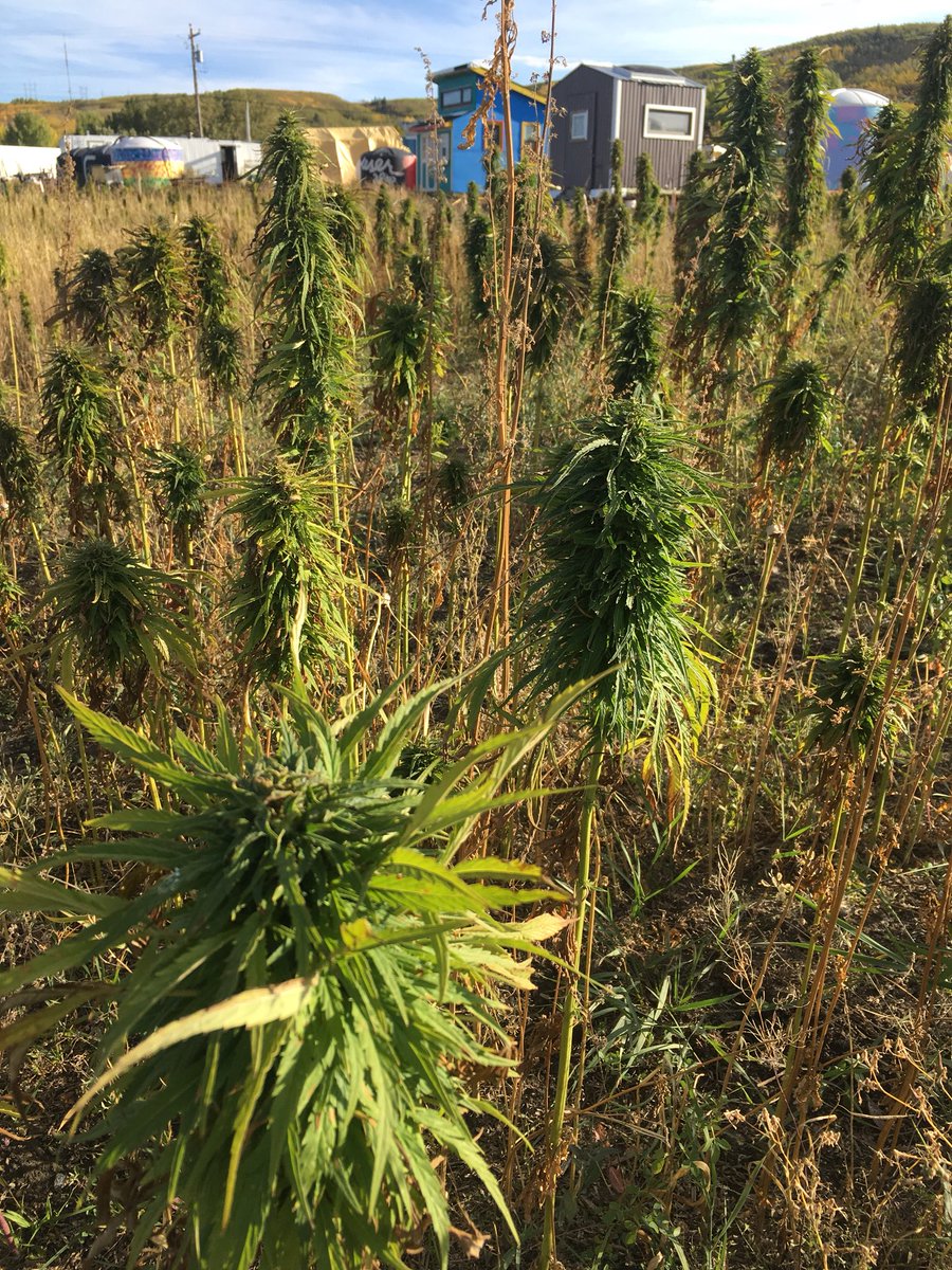 HempDay's tweet photo. @CalgaryPolice will be at @GrowCalgary today to test #hemp from Canada’s largest #urban hemp field for psychoactives. #yyc #cdnpoli #ableg https://t.co/IqoEcOunv5