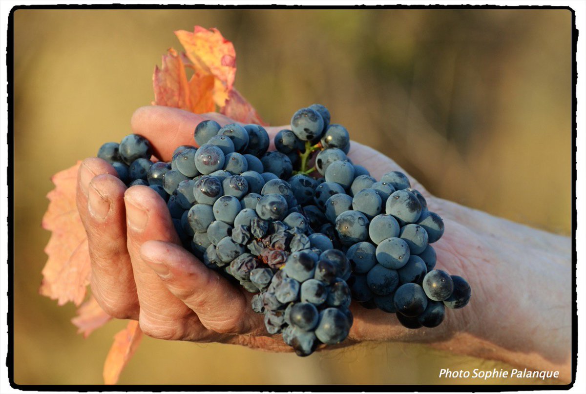 RT @VinParleur: Le #Carignan est capable de tout, croyez-moi ! @vinspierrecros vinparleur.net/1753 #vinparleur