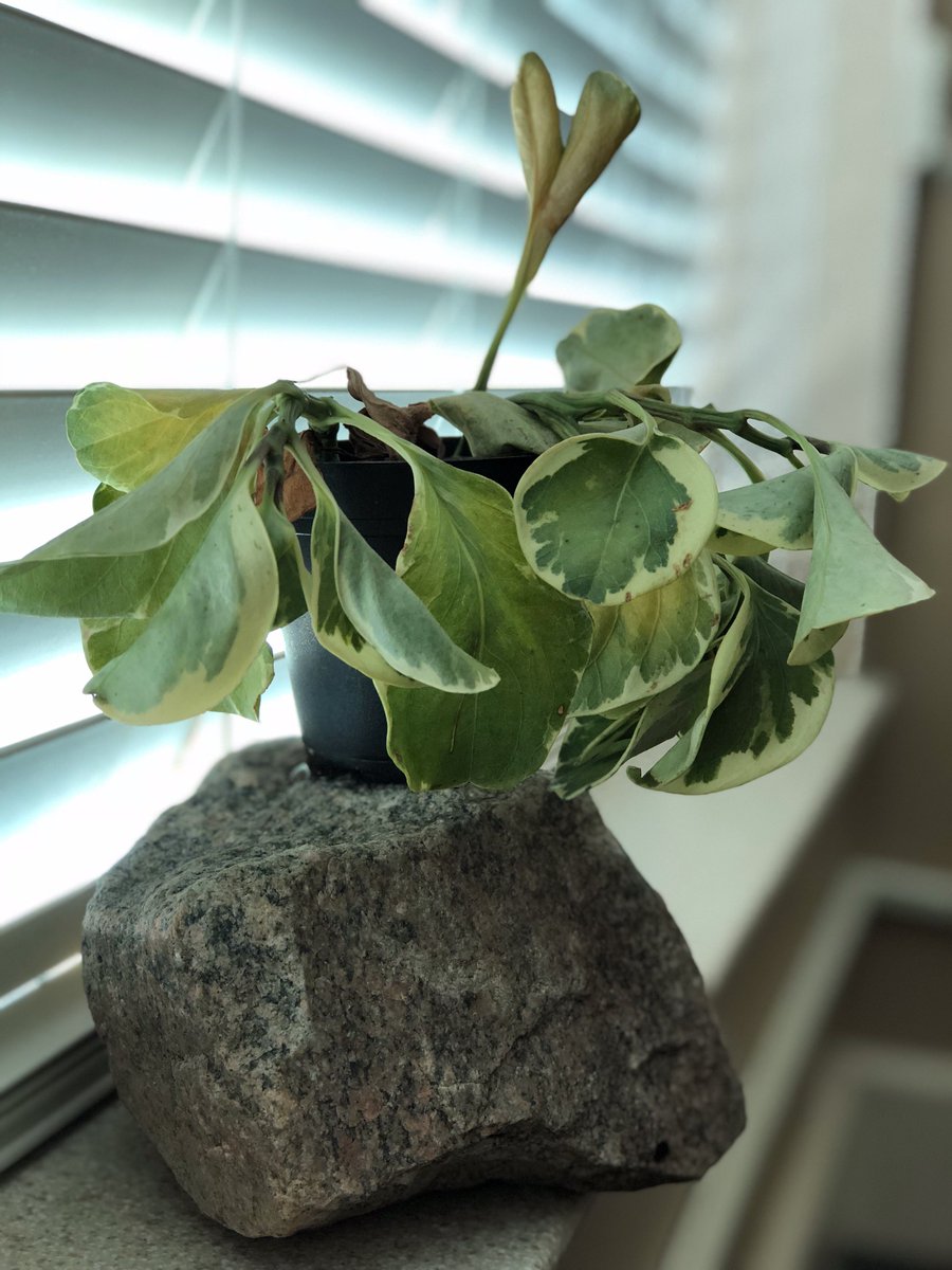 RowanScruggs's tweet photo. Day Two:
Plant is named Eustace and given a rock.
#RealplantsatSpeedTree #willitlive #willitdie https://t.co/SvGSQC4ybm