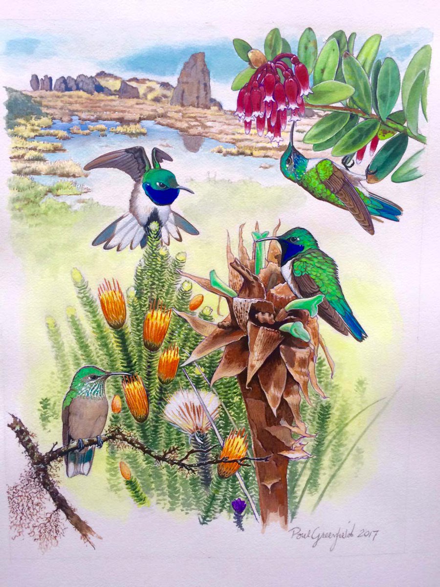 Diego F. Cisneros-Heredia tweet media