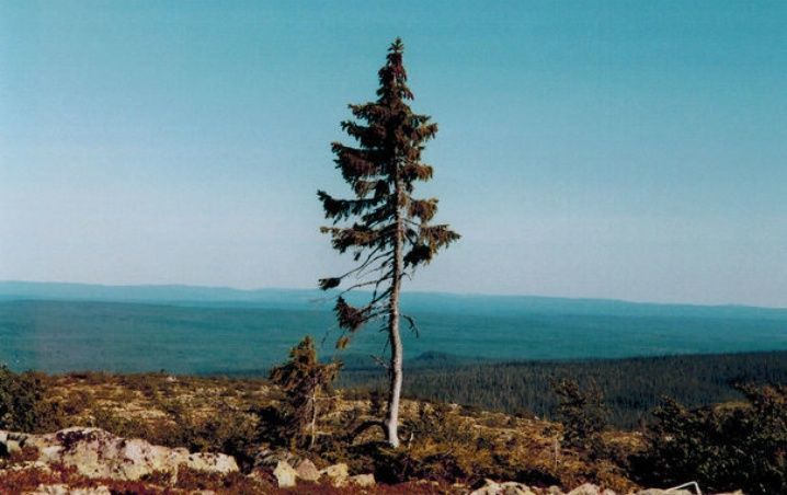 tuitipedia's tweet photo. Parece un árbol normal, pero esta pícea de Noruega que estás viendo es el organismo vivo más viejo del mundo. Tiene 9.550 años, lo llaman 'Old Tjikko' y está en Suecia. https://t.co/EFs2IQgUZJ
