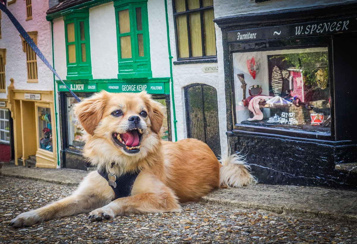 When you take on a rescue dog, you can expect it to grow a little as a result of a regular diet in its new loving home - I think I may have overdone it a bit with Millie... <a href="/DickKingSmith/">Dick King-Smith HQ</a>