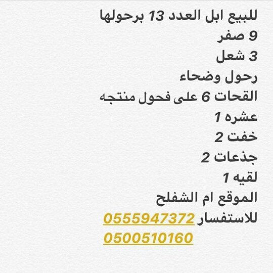 com_abl's tweet image. #قعيد_الشلاحي#بن_دغيثر#صفر#وضح#ابل#المزاين#جائزة_الملك_عبدالعزيز