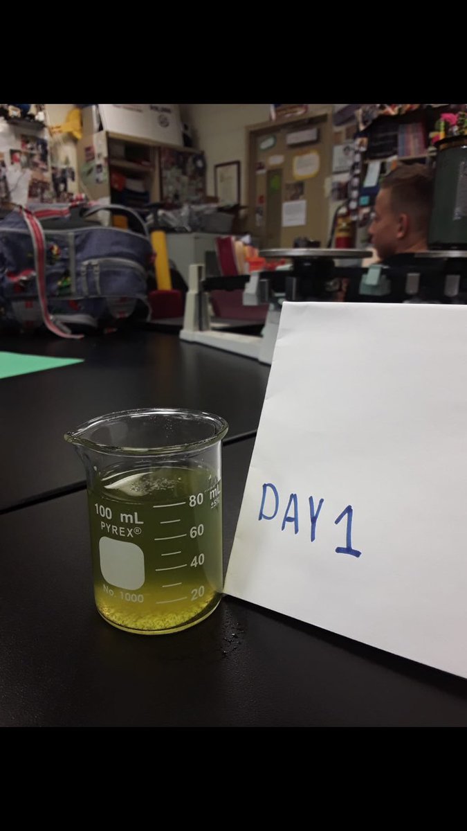 _Snail_Samurais's tweet image. ONE OF OUR TANKS ARE CLEARING UP BY OUR SNAILS! what are they eating specifically?Algal Blooms! Hope to see the levels of water clarity increase. :) #girlsinstem #science #snails #chinesemysterysnails #biofilter #algalblooms #ps28 #projectreservoir #lexusecochallenge @projectres