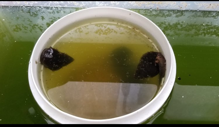 _Snail_Samurais's tweet image. ONE OF OUR TANKS ARE CLEARING UP BY OUR SNAILS! what are they eating specifically?Algal Blooms! Hope to see the levels of water clarity increase. :) #girlsinstem #science #snails #chinesemysterysnails #biofilter #algalblooms #ps28 #projectreservoir #lexusecochallenge @projectres