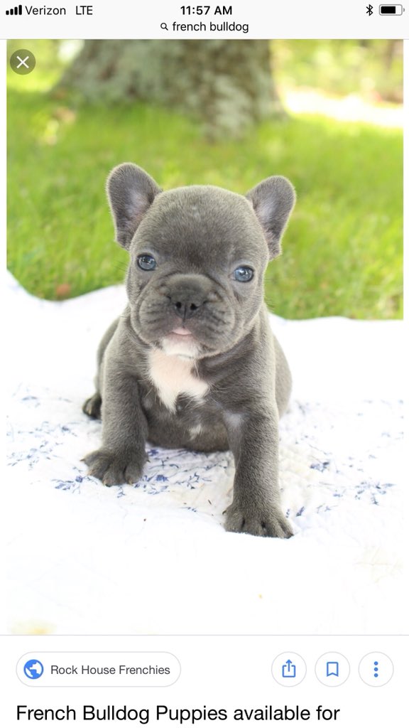 I’m not kidding.  Vote tomorrow.  I can get my puppy.  Landslide victory, I can get two!   Please vote and RT.  this 2,000 times, I can get the Frenchie too!