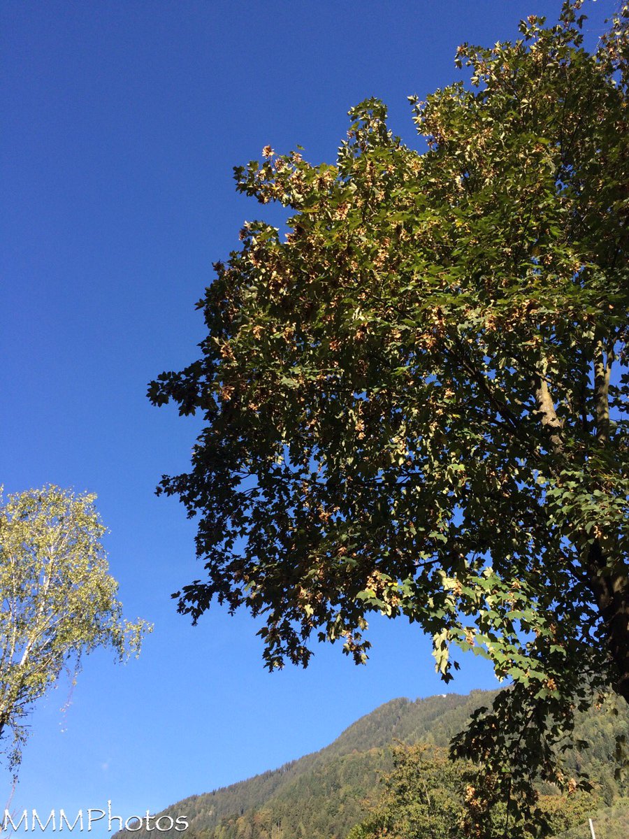 ManuelaMravlak's tweet photo. The further the morning progressed, the brighter it became. The fog dissolved to give way to the sun — as well as the very blue sky. And the autumnal colors of the trees and bushes enchant me as well.. #MMMExperiences #MMMatWork #MMMPhotos #Autumn #Colorful #Blue #Sky https://t.co/Dz4JaP3IB1