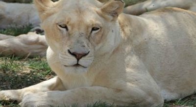 RefiloeShalang's tweet photo. Just give yourself time and visit the Lion Park. Wow, the park that is eco-tourism destination, breeding ground and santuary that focuses on the well-being of the endangered wild og, the rare white lion and cheetah.#eng2606 https://t.co/lWWpxWAB5f