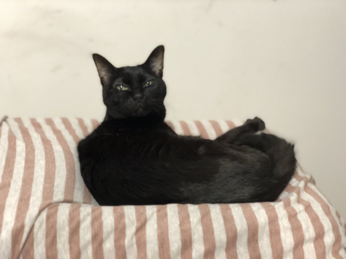 HotatekunLove's tweet photo. 22日の土曜日、マグロが亡くなりました。。
最後の5日間は立ち上がることも出来ず、オムツを付けてずっとベッドで過ごしました。
16歳、もう少し一緒にいられる��な、と思いましたが叶わず。。
最後はそんなに苦しまずに亡くなったのが、せめてもの救い😭 https://t.co/EaMwwTUGGO