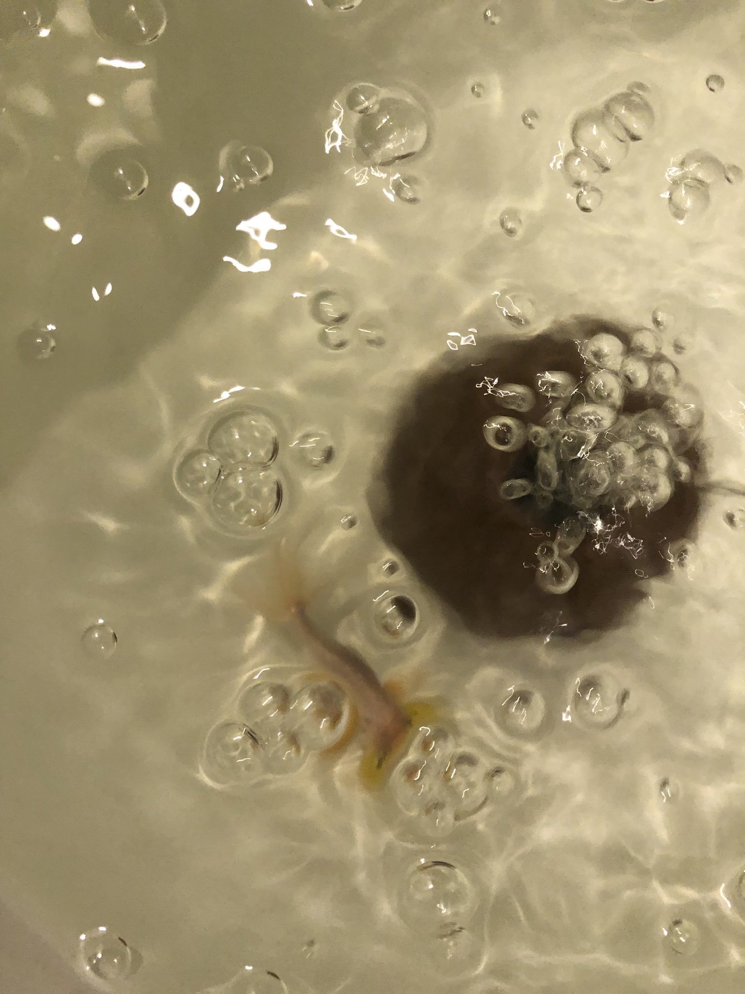 葛の葉 金魚 水泡眼 珍珠鱗 ピンポンパール 最近増やしました 水泡眼ちゃんは目が上向きに付いているので 沈下性 すぐ沈む餌 転覆病になりにくいと云われて居ます のお餌が上手く食べられないので 水泡眼ちゃんの為だけに浮上性のお餌を買いまし