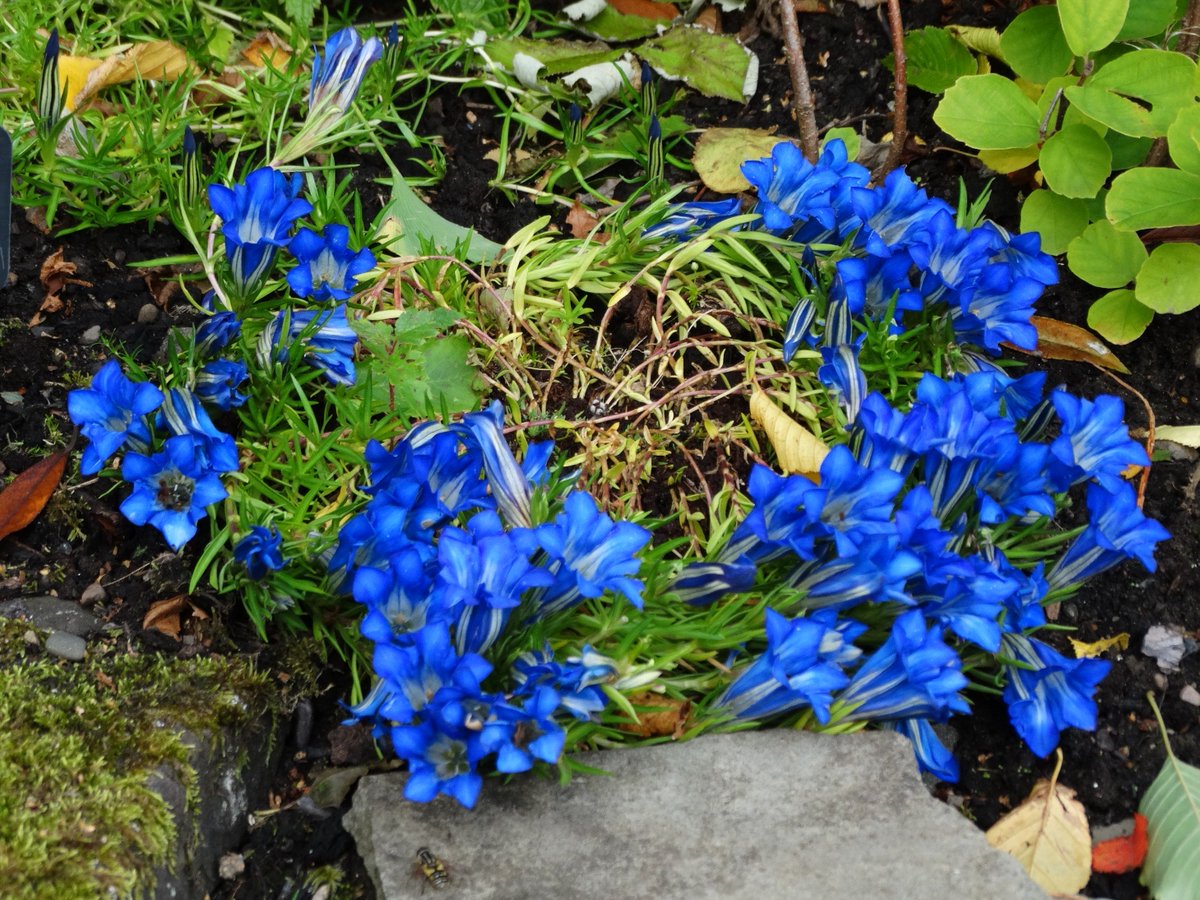 We’re opening up our glorious Branklyn Garden in Perth for FREE to all visitors this weekend (29 – 30 September). Enjoy the wonderous autumnal displays of Gentians now in full flower! nts.org.uk/visit/places/b… #ForTheLoveOfScotland