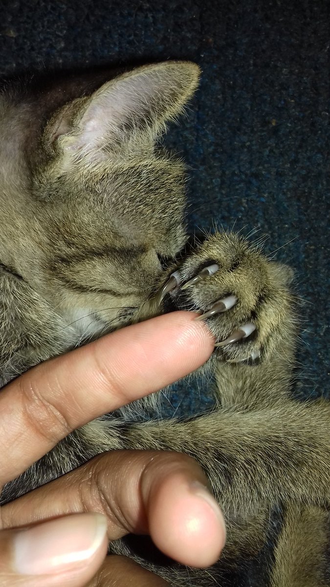 Jayani__96's tweet photo. #CatsLover
#pets
🐾 https://t.co/5mmzXrnugv